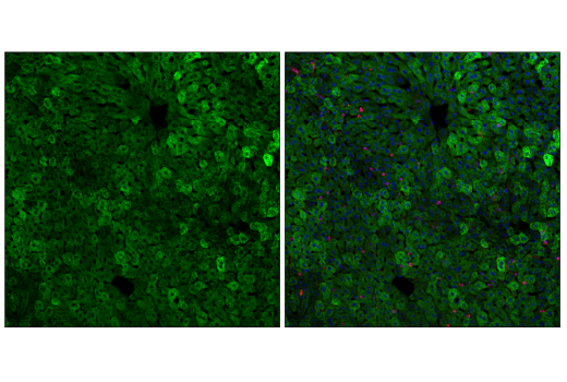 Immunofluorescence Image 2: SCD1 (C12H5) Rabbit Monoclonal Antibody (BSA and Azide Free)