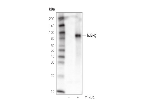Western Blotting Image 2: IkappaB zeta (D4I7C) Rabbit Monoclonal Antibody