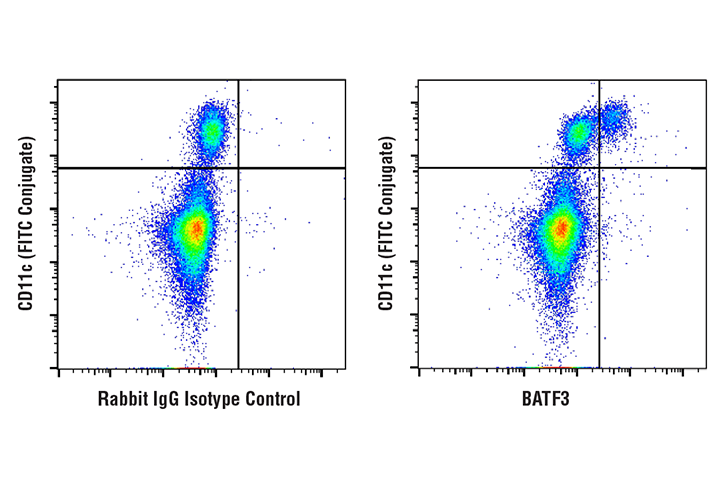 Flow Cytometry Image 1: BATF3 (E3K5H) Rabbit Monoclonal Antibody (BSA and Azide Free)