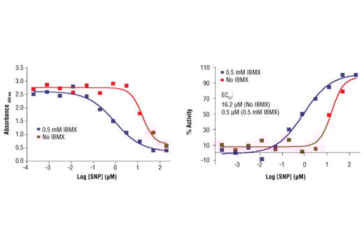 ELISA Image 2: Cyclic GMP Assay Kit