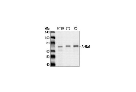 undefined Image 4: Raf Family Antibody Sampler Kit