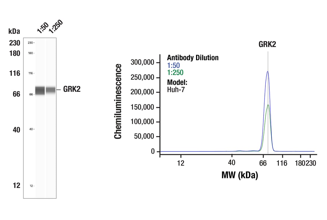 Western Blotting Image 1: GRK2 (E8A7E) Rabbit Monoclonal Antibody