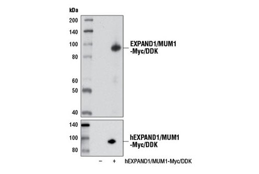 Western Blotting Image 2: EXPAND1/MUM1 (D1Z6Y) Rabbit Monoclonal Antibody
