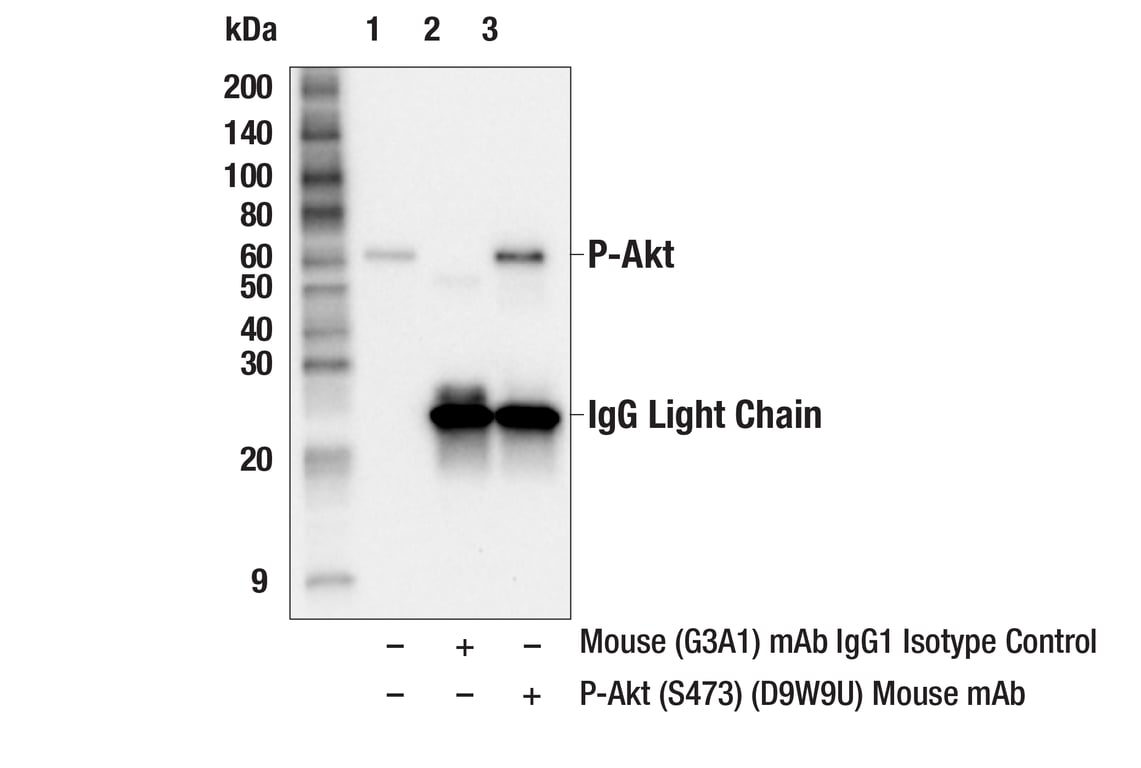 Immunoprecipitation Image 1: Phospho-Akt (Ser473) (D9W9U) Mouse Monoclonal Antibody