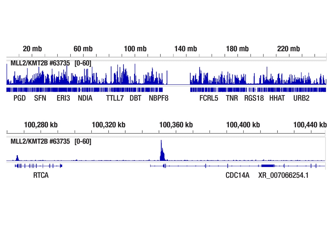 CUT & RUN Image 2: MLL2/KMT2B (D6X2E) Rabbit Monoclonal Antibody (Carboxy-terminal Antigen)