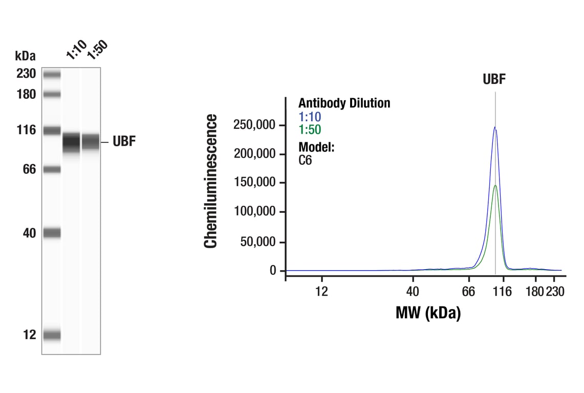 Western Blotting Image 1: UBF (F2F1O) Rabbit Monoclonal Antibody