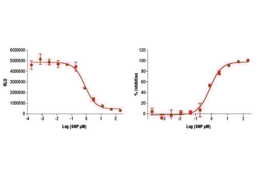 ELISA Image 2: Cyclic GMP Chemiluminescent Assay Kit