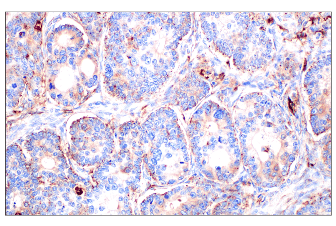 Immunohistochemistry Image 1: Cathepsin A (F8X9E) Rabbit Monoclonal Antibody