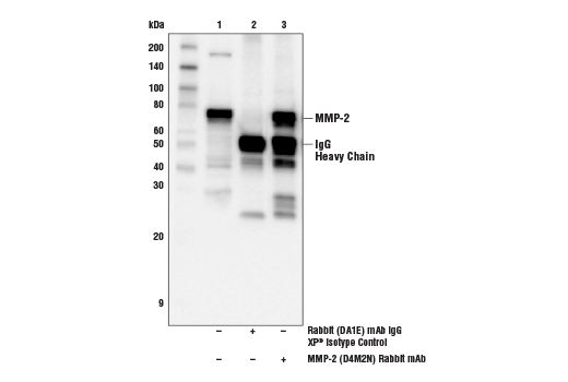 undefined Image 14: ECM Profiling Antibody Sampler Kit