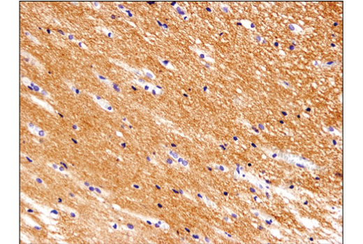Immunohistochemistry Image 1: Thy1/CD90 (D3V8A) Rabbit Monoclonal Antibody (BSA and Azide Free)