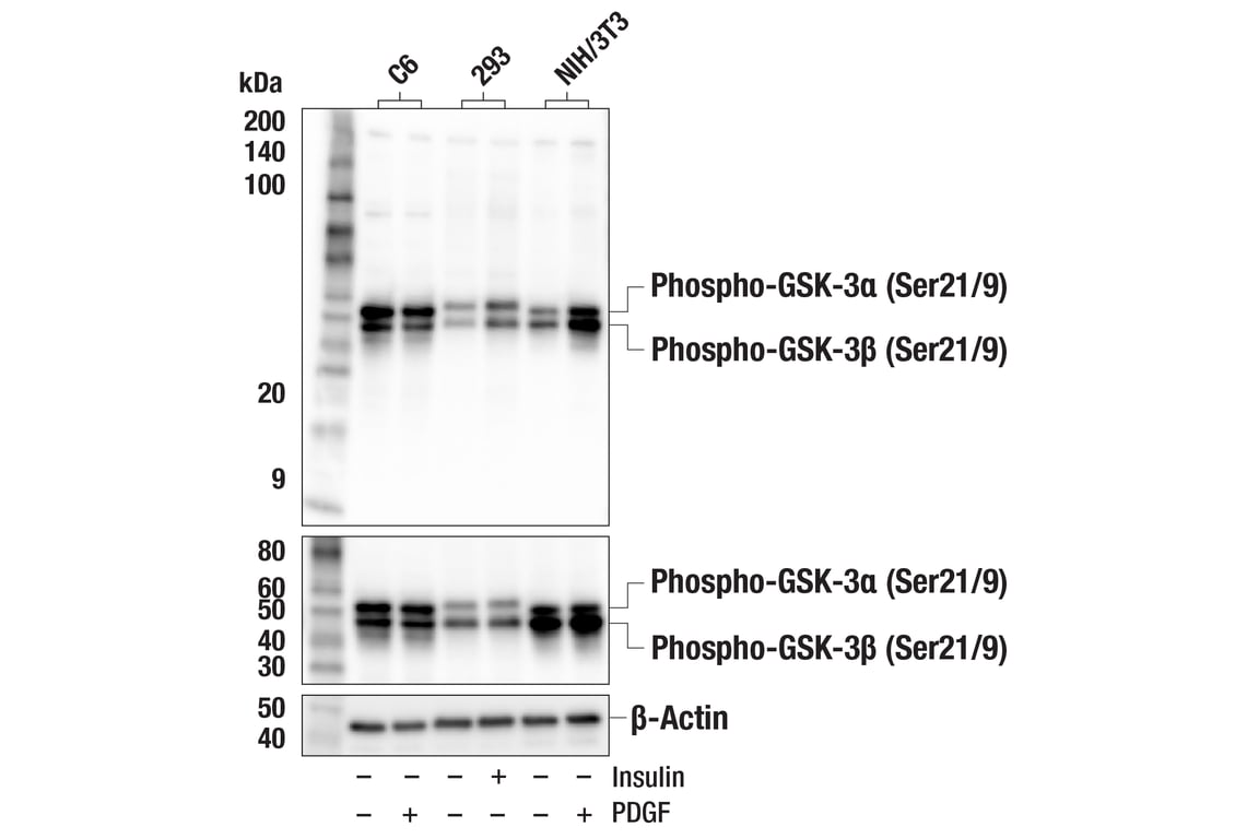 Western Blotting Image 3: Phospho-GSK-3 alpha/beta (Ser21/9) (D17D2) Rabbit Monoclonal Antibody