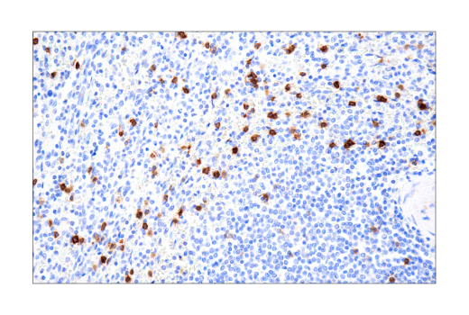 Immunohistochemistry Image 6: B3GAT1 (NK-1) Mouse mAb