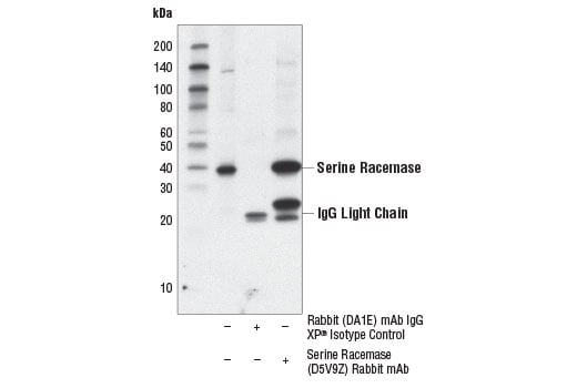 Immunoprecipitation Image 1: Serine Racemase (D5V9Z) Rabbit Monoclonal Antibody