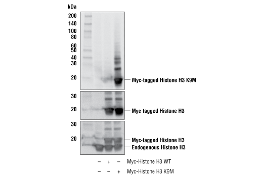 undefined Image 9: Histone H3 Lysine Mutant-Specific Antibody Sampler Kit