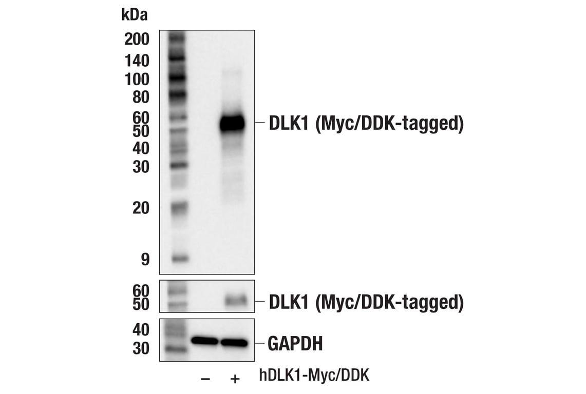 Western Blotting Image 3: DLK1 (F8J8Y) Rabbit Monoclonal Antibody