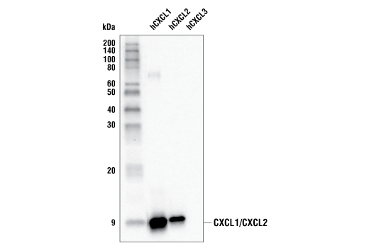 Western Blotting Image 2: CXCL1/CXCL2 (E5M6D) Rabbit Monoclonal Antibody