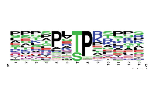 PTMScan Image 2: PTMScan<sup>®</sup> Phospho-MAPK Substrate Motif [PXpTP] Kit