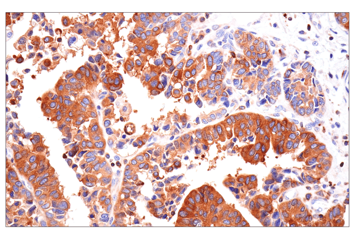 Immunohistochemistry Image 2: SPAK (F7T1K) Rabbit Monoclonal Antibody