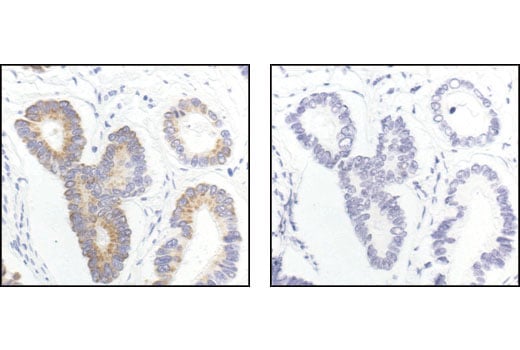 Immunohistochemistry Image 1: Gα (pan) Antibody