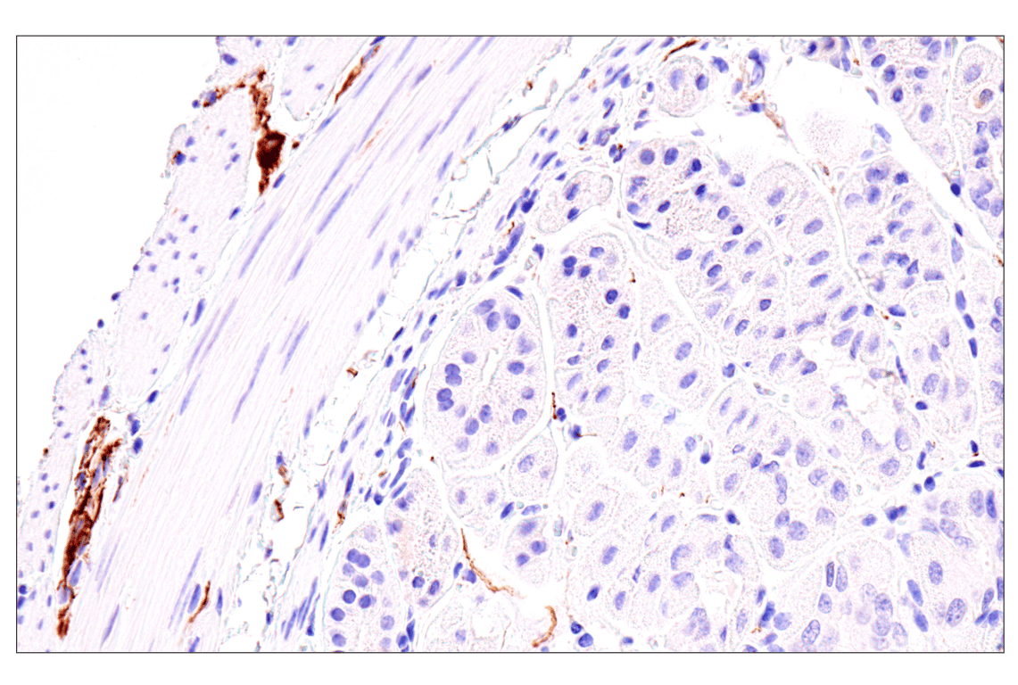 Immunohistochemistry Image 6: Neurofilament-M (E7L2T) Rabbit Monoclonal Antibody (BSA and Azide Free)