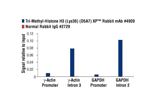 Chromatin Immunoprecipitation Image 3: Tri-Methyl-Histone H3 (Lys36) (D5A7) Rabbit Monoclonal Antibody