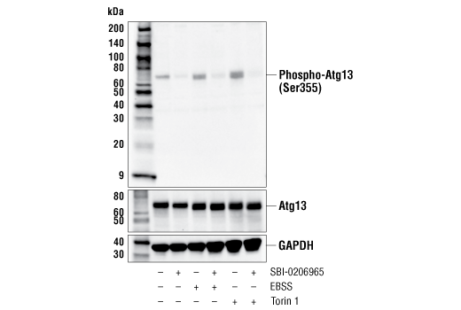 Western Blotting Image 1: Phospho-Atg13 (Ser355) (E4D3T) Rabbit mAb