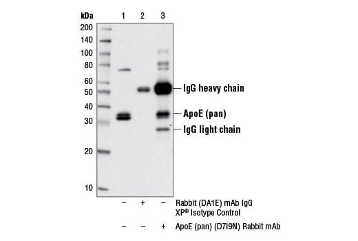 undefined Image 21: LRP1-mediated Endocytosis and Transmission of Tau Antibody Sampler Kit