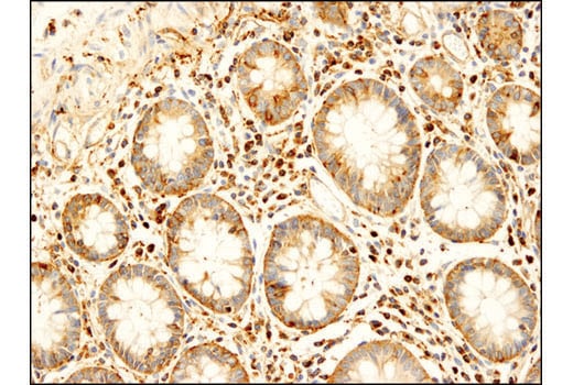 Immunohistochemistry Image 1: VAMP2 (D6O1A) Rabbit Monoclonal Antibody (BSA and Azide Free)