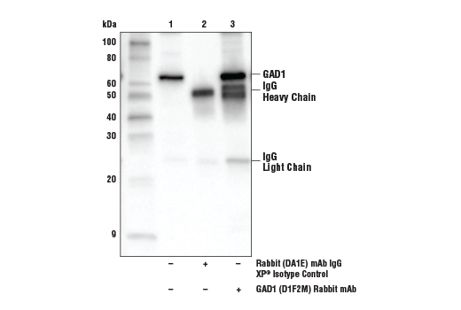 Immunoprecipitation Image 1: GAD1 (D1F2M) Rabbit Monoclonal Antibody