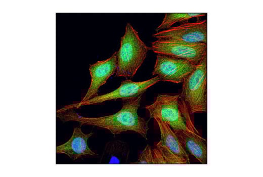 Immunofluorescence Image 1: 4E-BP1 (53H11) Rabbit Monoclonal Antibody (BSA and Azide Free)