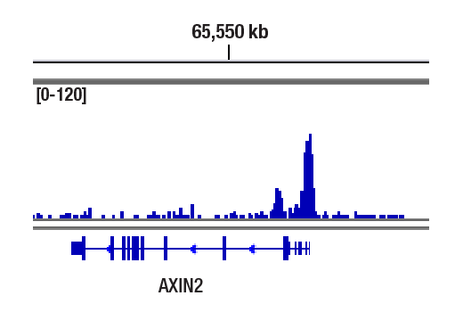 CUT & RUN Image 1: Non-phospho (Active) beta-Catenin (Ser33/37/Thr41) (D13A1) Rabbit Monoclonal Antibody