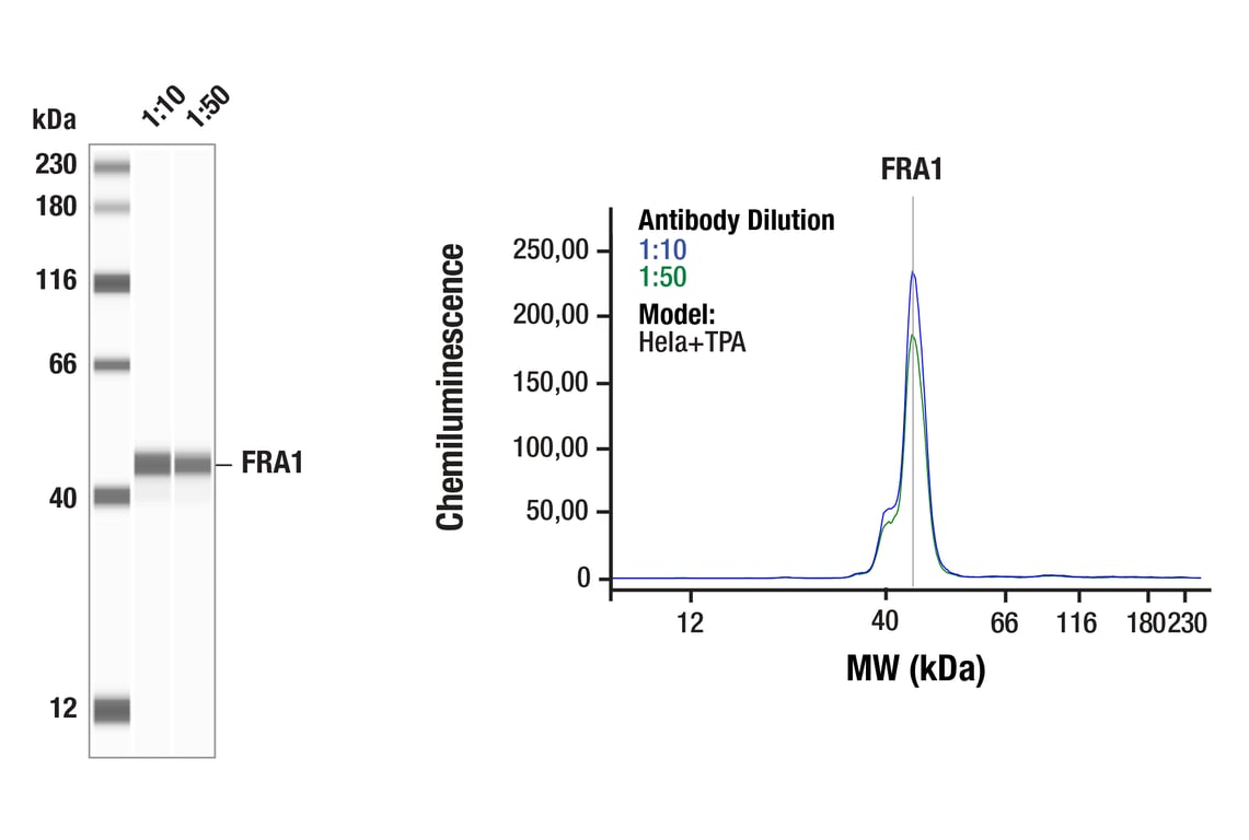 Western Blotting Image 1: FRA1 (F2C9L) Rabbit Monoclonal Antibody