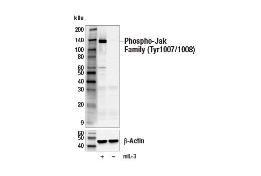 Western Blotting Image 3: Phospho-Jak Family (Tyr1007/1008) (E9E4O) Rabbit Monoclonal Antibody
