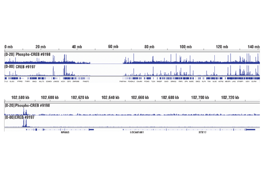Chromatin Immunoprecipitation Image 2: Phospho-CREB (Ser133) (87G3) Rabbit Monoclonal Antibody