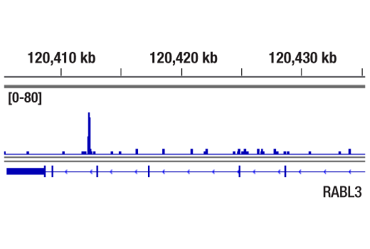 CUT & RUN Image 1: FoxA1/HNF3 alpha (E7E8W) Rabbit Monoclonal Antibody