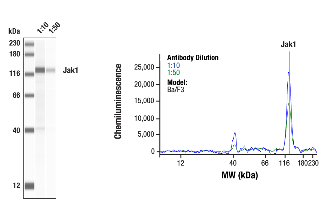 Western Blotting Image 1: Jak1 Antibody