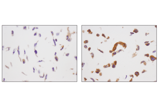 Immunohistochemistry Image 1: Phospho-AMPKα (Thr172) (D4D6D) Rabbit mAb