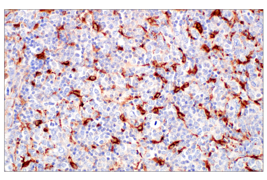 Immunohistochemistry Image 7: ApoE (pan) (E8C2U) Mouse Monoclonal Antibody