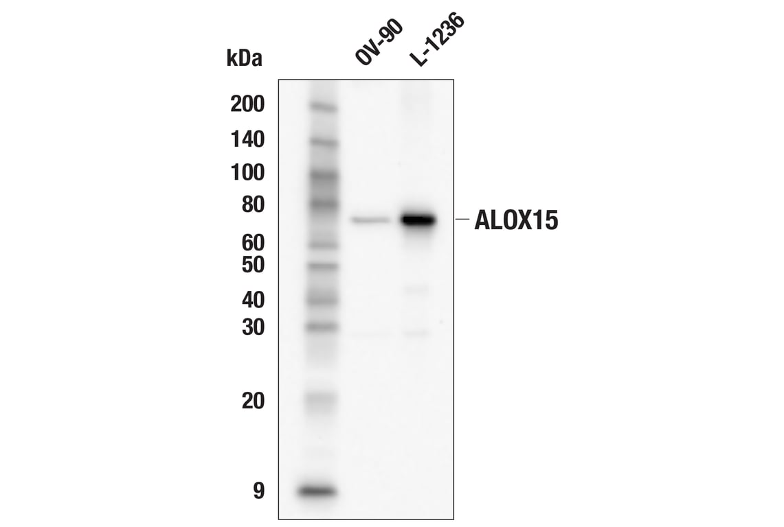 Western Blotting Image 1: ALOX15 (E5D1C) Rabbit mAb