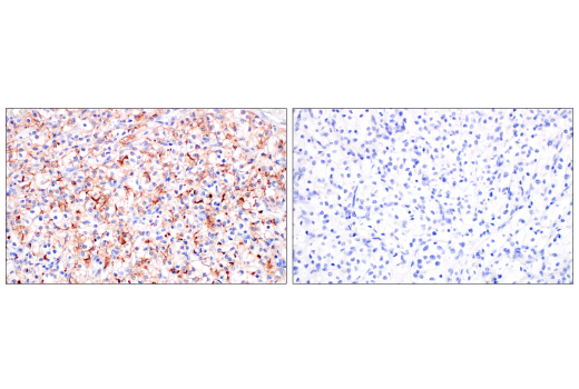 Immunohistochemistry Image 4: ACE2 (OTI1G4) Mouse Monoclonal Antibody