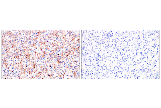 Immunohistochemistry Image 4: ACE2 (OTI1G4) Mouse mAb