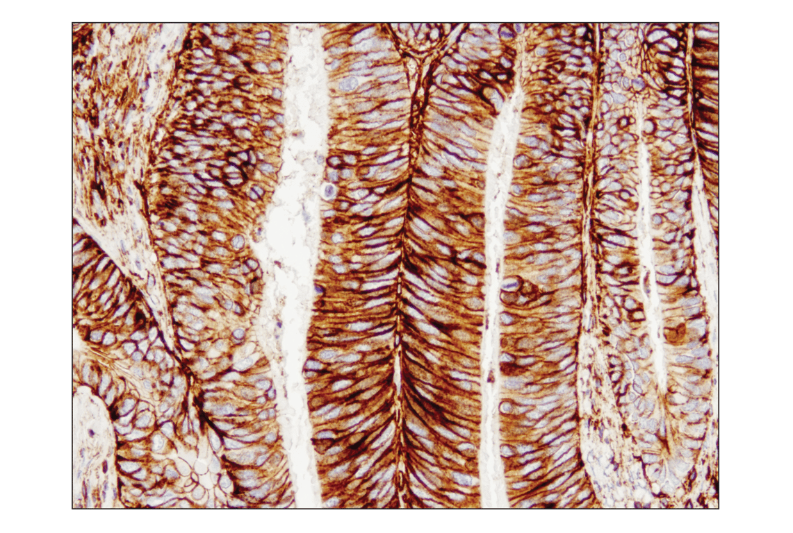 CD44 (E7K2Y) XP® Rabbit mAb (BSA and Azide Free) | Cell