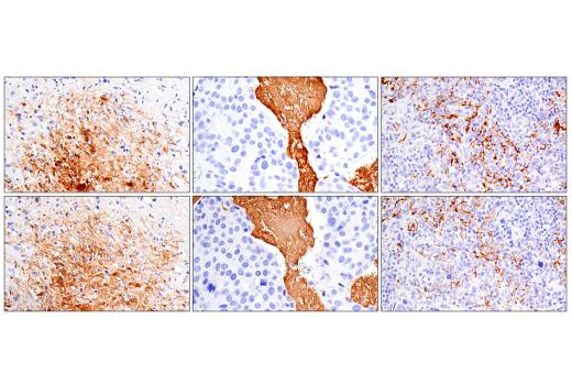 Immunohistochemistry Image 4: Fibrinogen gamma chain (E1U3Z) Rabbit Monoclonal Antibody (BSA and Azide Free)