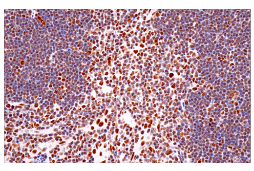 Immunohistochemistry Image 7: TDP43 (E2G6G) Rabbit Monoclonal Antibody (BSA and Azide Free)