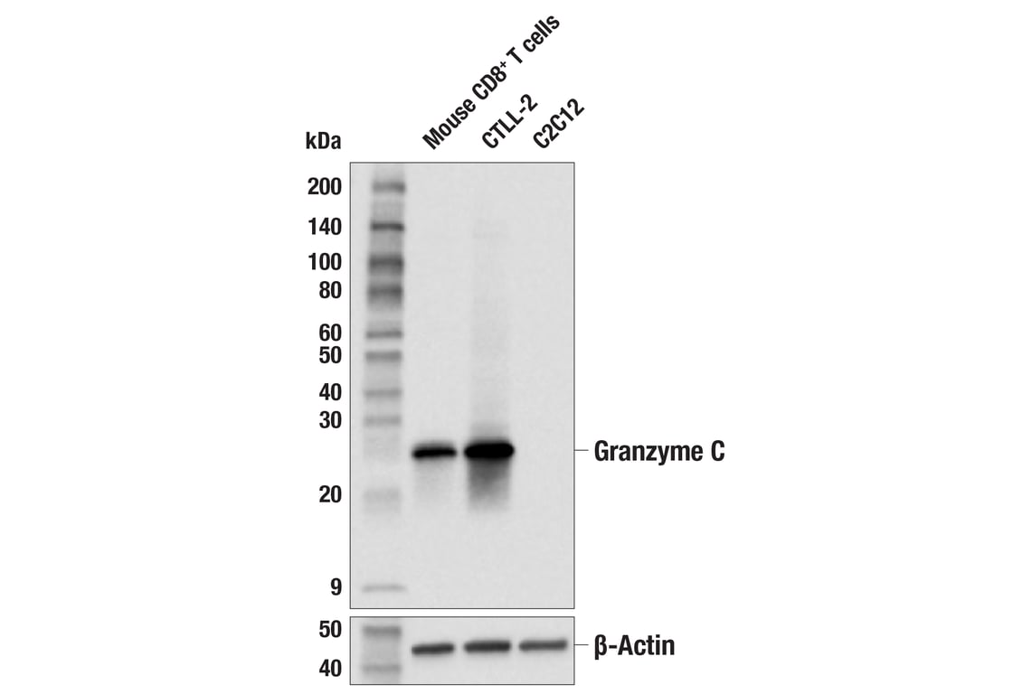 Western Blotting Image 1: Granzyme C (E5M3N) Rabbit mAb