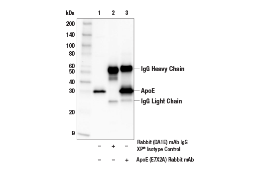 Immunoprecipitation Image 1: ApoE (E7X2A) Rabbit Monoclonal Antibody
