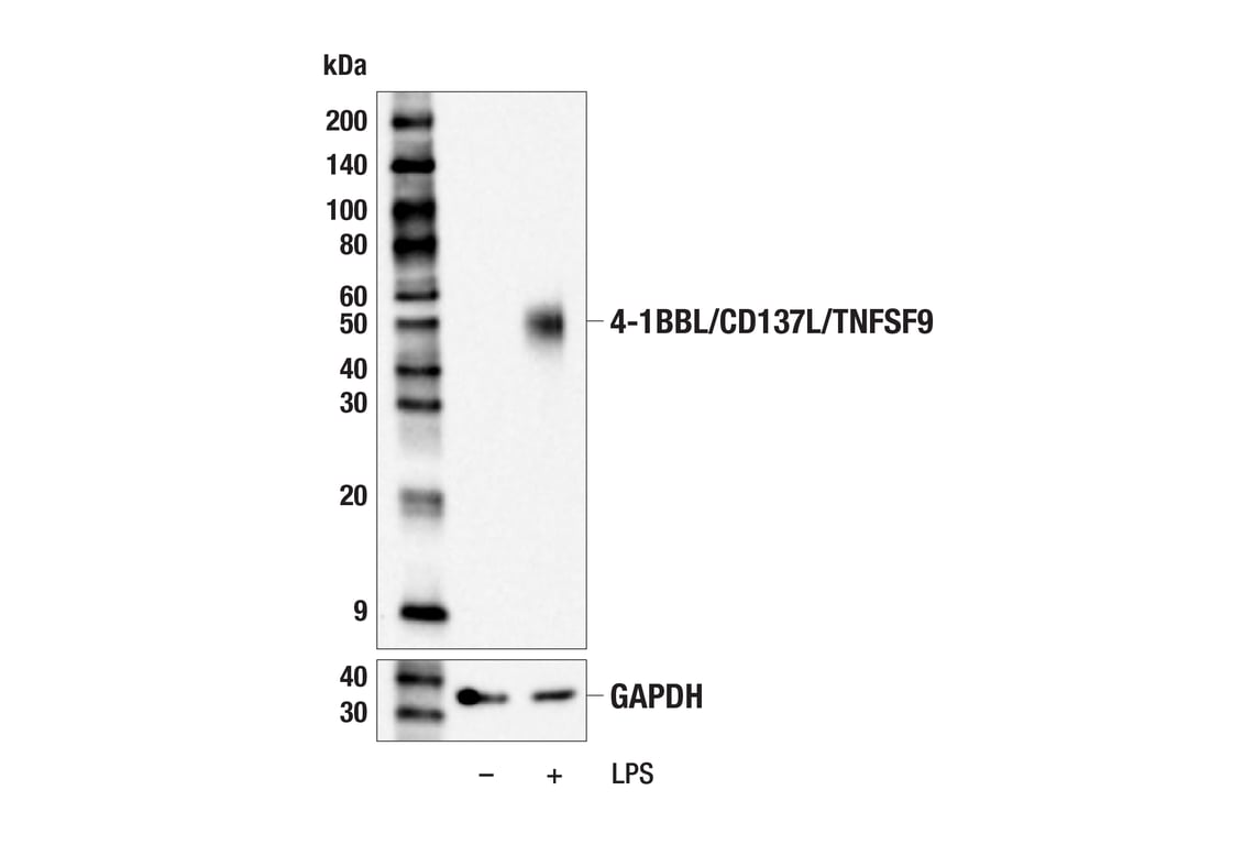 Western Blotting Image 2: 4-1BBL/CD137L/TNFSF9 (F9V9P) Rabbit Monoclonal Antibody