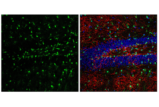 Immunofluorescence Image 2: QKI (E7O4A) Rabbit Monoclonal Antibody