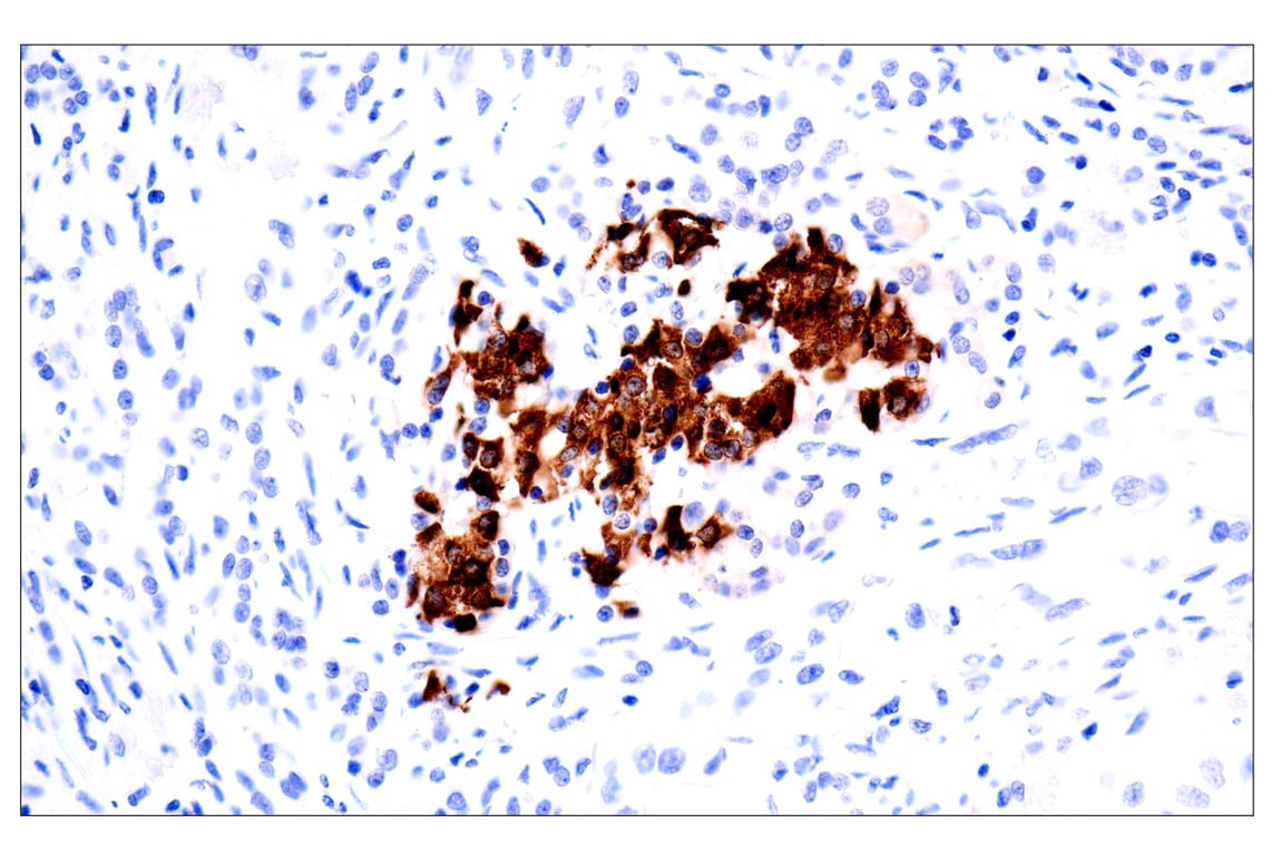 Immunohistochemistry Image 3: C-Peptide (E7U7F) Rabbit Monoclonal Antibody