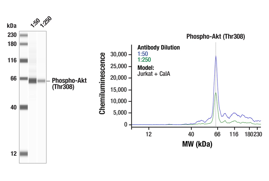 Phospho-Akt (Thr308) (244F9) Rabbit mAb (#4056) Datasheet